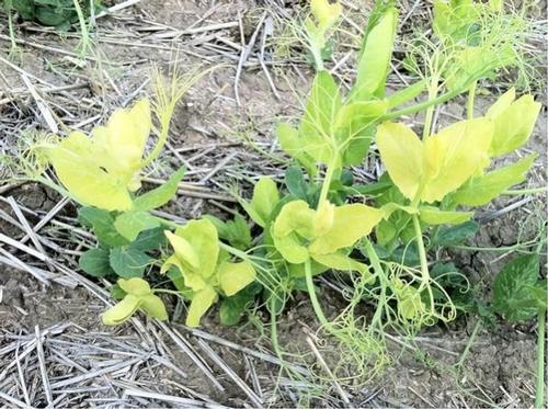 Sulfur deficient pea plant.